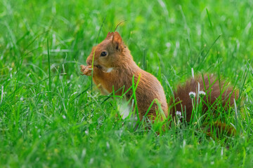 cute young squirrel playing on green meadow at park