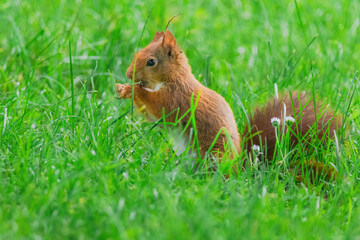 cute young squirrel playing on green meadow at park