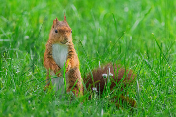cute young squirrel playing on green meadow at park