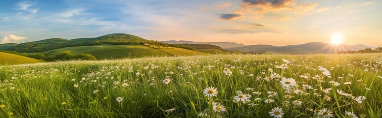 Fototapeta premium Beautiful spring and summer natural panoramic pastoral landscape with blooming field of daisies in the grass in the hilly countryside