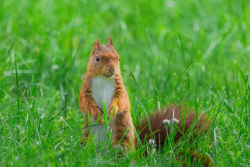 cute young squirrel playing on green meadow at park