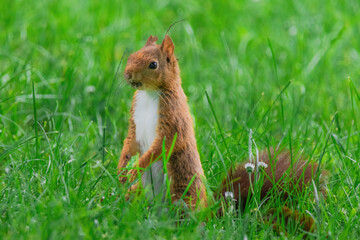 cute young squirrel playing on green meadow at park