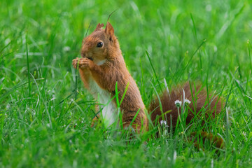 cute young squirrel playing on green meadow at park