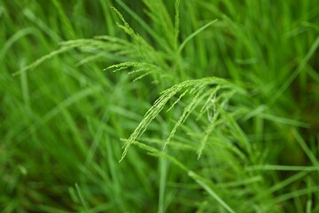 texture green spikelets of field grass close up, texture of green field grass macro 