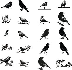 Fototapeta premium Black Color Silhouette of a sparrow, Silhouette Vector Illustration, Solid White Background design, or Artwork design