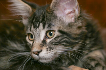 Maine Coon kitten, black marbled turtle, close up porttrait. Portrait of a cute tabby Maine Coon kitten lying on a play stand.