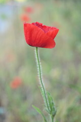 Fototapeta premium close up of a red field poppy flower, macro red poppy flower 