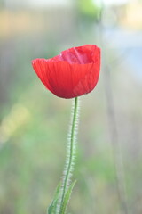 Obraz premium close up of a red field poppy flower, macro red poppy flower 