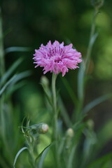 Close up of cornflower, concept of sustainable development, blue cornflower photo from the side 