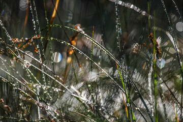 Morning, drops on grass, close up shot, local focus. HDR Image (High Dynamic Range).