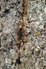 Vertical view of wild bees in a hollow tree