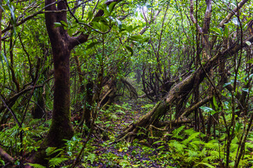 小笠原諸島・母島　乳房山の風景　
