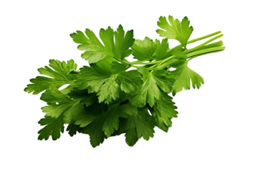 Fresh green parsley leaves on a black background.  A bunch of parsley perfect for a culinary or herbal image.