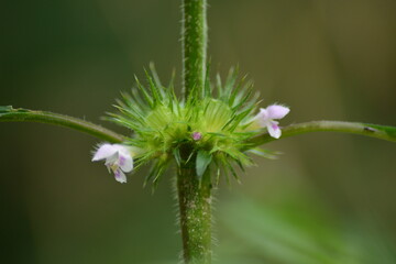 Botanisches Detail: Stachelige Pflanze mit zarten Blüten-Ungezähmte Schönheit