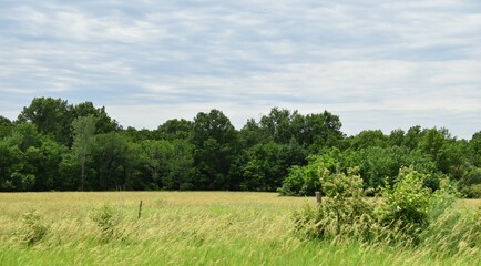 Trees and Grass in a Field