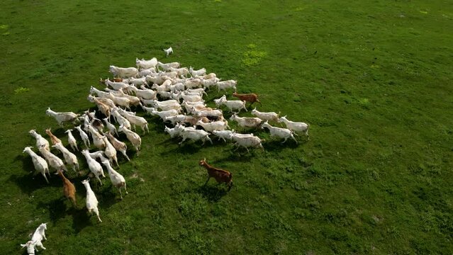 Aerial high angle shot of a herd of domestic goats. Drone footage of farm animals grazing on a lazy spring day. Seasonal animals taking care of babies. Helicopter herding of Capra hircus. Sustainable.