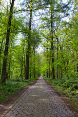 Walking pathway in the middle of the forest in spring, with high beech trees on the two sides and a vanishing point