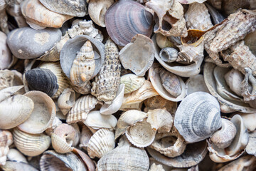 Empty seashells background - top view