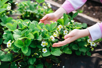 Women's hands touch a blooming strawberry bush in the garden in spring