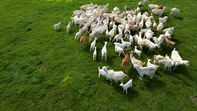 Aerial high angle shot of a herd of domestic goats. Drone footage of farm animals grazing on a lazy spring day. Seasonal animals taking care of babies. Helicopter herding of Capra hircus. Sustainable.