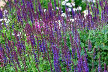 Blooming purple sage in summer garden