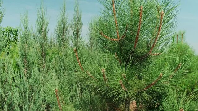 Close-up of lush green pine trees growing in a nursery, showcasing healthy needles and vibrant growth