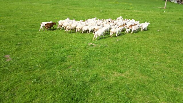 Aerial high angle shot of a herd of domestic goats. Drone footage of farm animals grazing on a lazy spring day. Seasonal animals taking care of babies. Helicopter herding of Capra hircus. Sustainable.