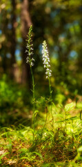 Orchid Inflorescence of Platanthera kuenkelei H.Baumann subsp. kuenkelei (Platanthera bifolia) San Leonardo. Macomer. Sardinia, Italy.