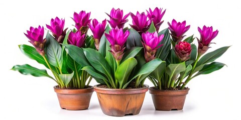 Exotic Siam Tulip plant with purple leaves and red flowers in flowerpot on white background