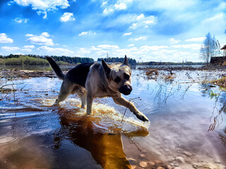 Dog German Shepherd in water of lake, river or sea. Russian eastern European dog veo