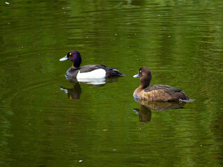 A pair of ducks tufted duck floating in a pond