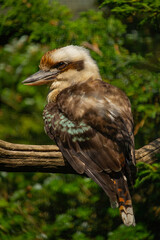 Laughing kookaburra (Dacelo novaeguineae).