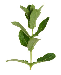 Green mint leaf on white isolated background