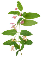 Honeysuckle branch with green leaves and pink flowers