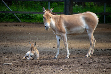 Turkmenian kulan (Equus hemionus kulan), also known as the Transcaspian wild ass.