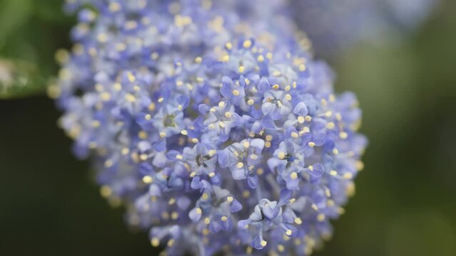 A close up shot of a California lilac flower in blossom.