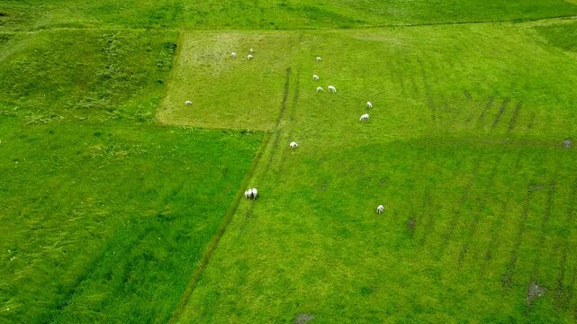 Drohnenaufnahme von weidenden Schafen auf der Wiese