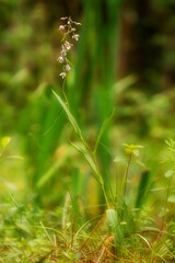Marsh Helleborine (Epipactis palustris) flowering Laconi Oristano. Nuoro. Sardinia Italy