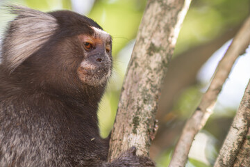 Common marmoset smirking at camera, Callithrix jacchus