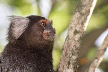 Sideview closeup common marmoset, Callithrix jacchus