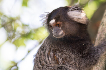 Common marmoset looking down, Callithrix jaccus