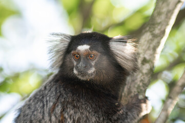 Common marmoset looking down, Callithrix jaccus
