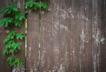 Old wooden fence with green ivy leaves and vines growing on it - Powered by Adobe