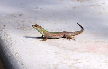 Portrait of a common wall lizard in the spring sunshine