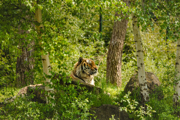 A tiger is sitting on a rock in a forest