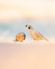A pair of California Quail on a walking path at sunset.