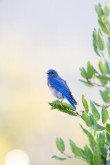 Western Bluebird perched on an oak tree in California.
