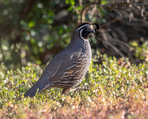 Portrait of a California Quail coming out of the bushes into the light.