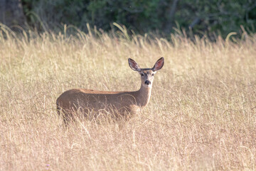Female Mule Deer in California, Bay Area.