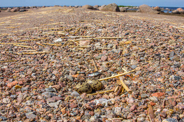 Pebble granite shoal. In the foreground is Arctic tern (Sterna paradisaea) nest. Gulf of Finland, Baltic Sea